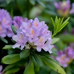 Les Roches Fleuries Отель типа 