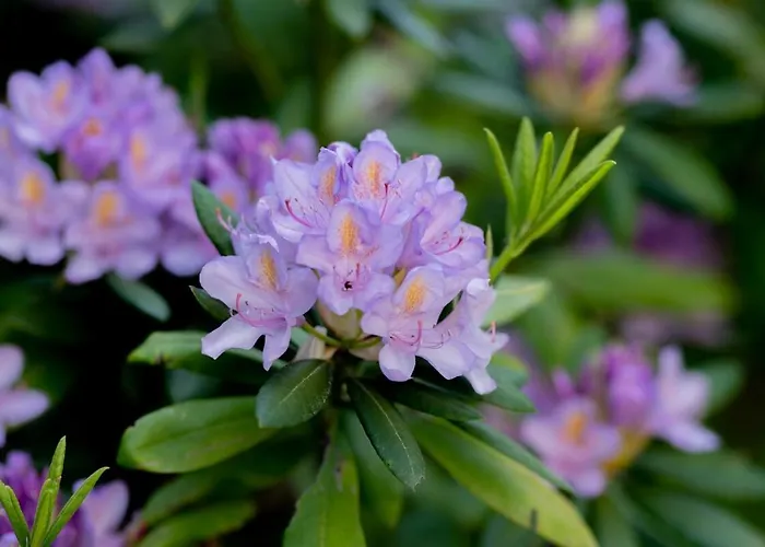 Les Roches Fleuries Bed & Breakfast *